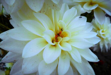 White nice flower photo