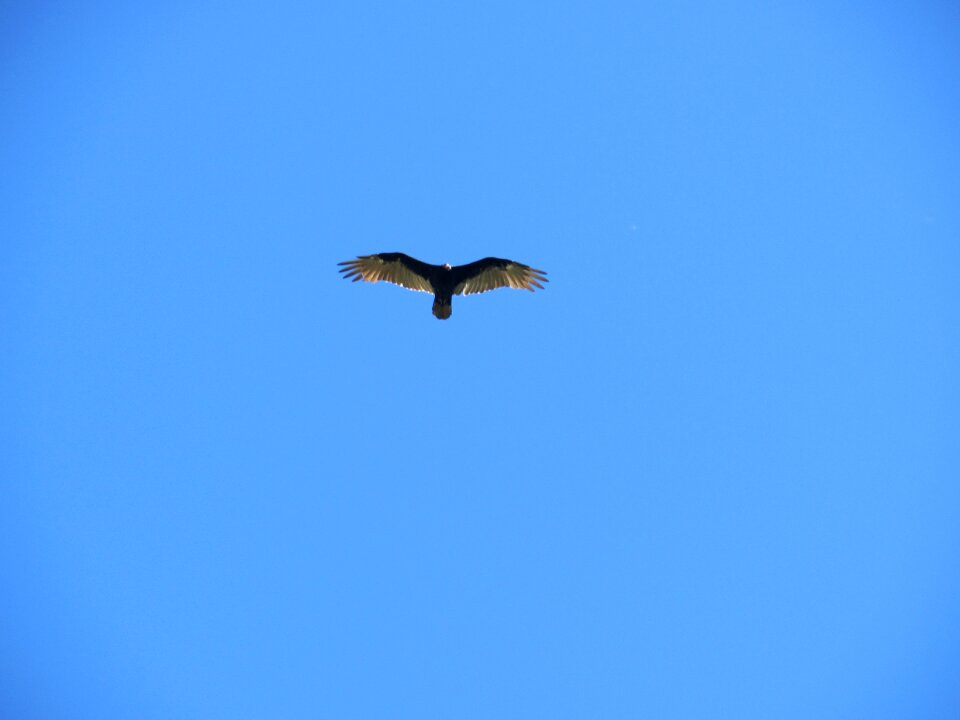 Calm bird fly