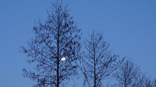 Trees winter silhouette