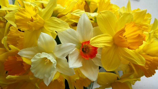 Spring bright yellow background photo
