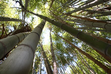 Bamboo forest tropics