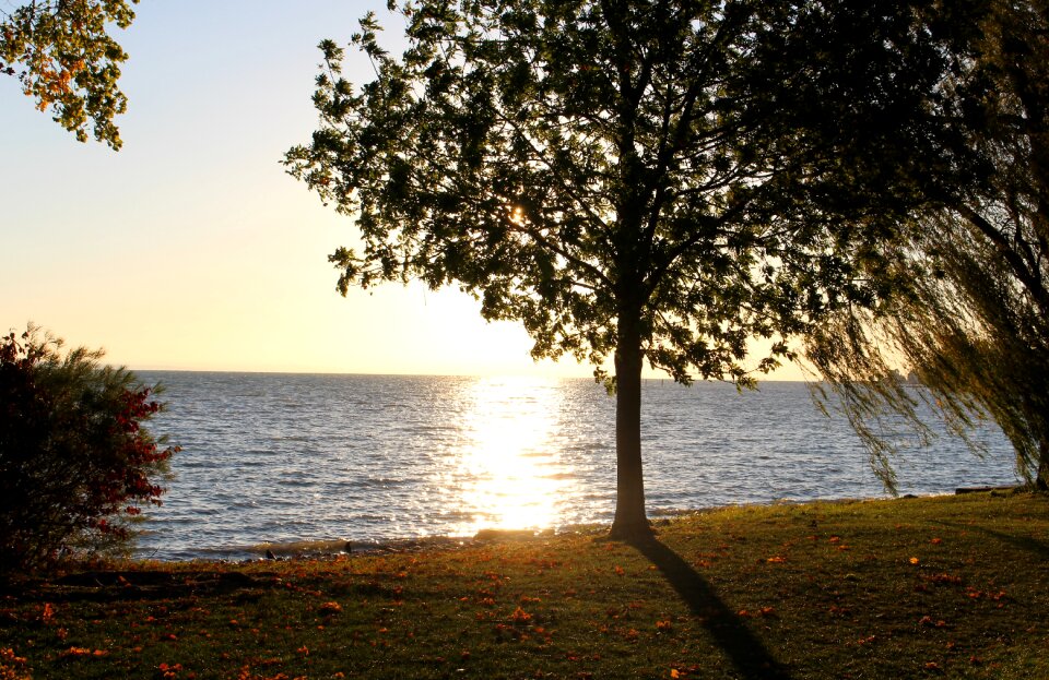 Trees shrubs lakeside