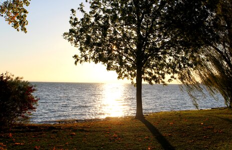 Trees shrubs lakeside