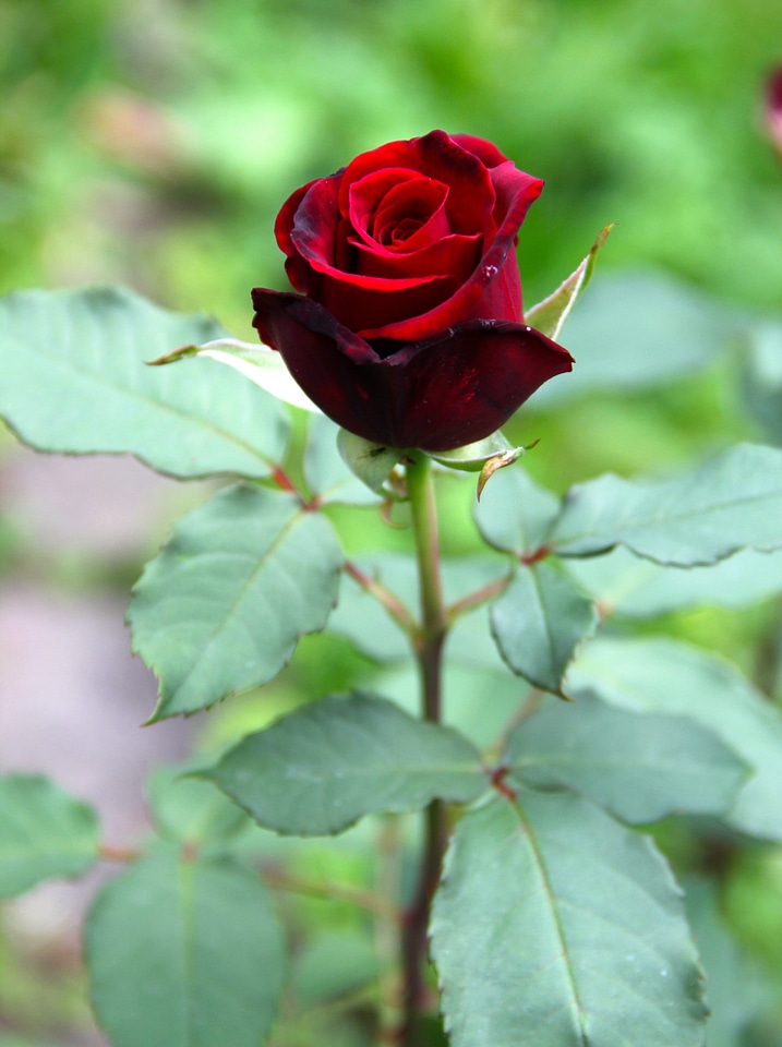 Bloom rose flower