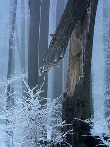 Tree forest broken photo