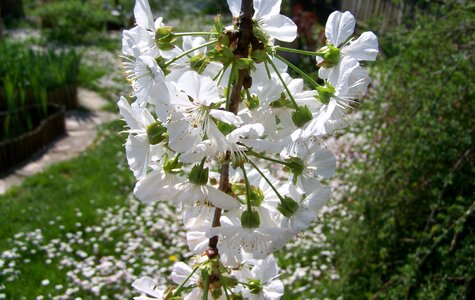 Flowering cherry tree white flower spring photo