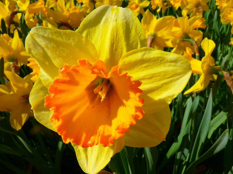 Blossom bloom yellow