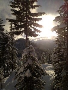 Landscape fir winter