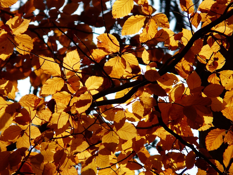 Deciduous tree golden autumn golden october