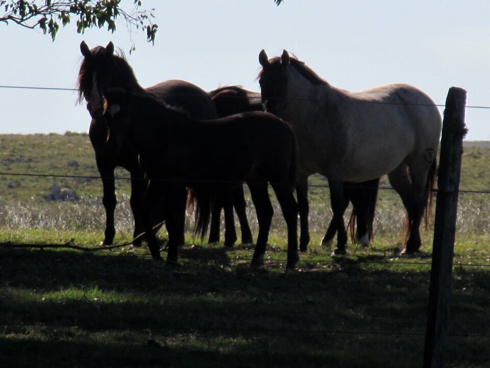 Uruguay dark farm