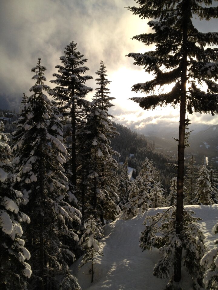 Landscape fir winter