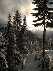 Landscape fir winter photo