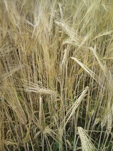 Farm crop wheat