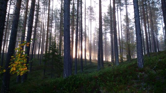 Green light pine