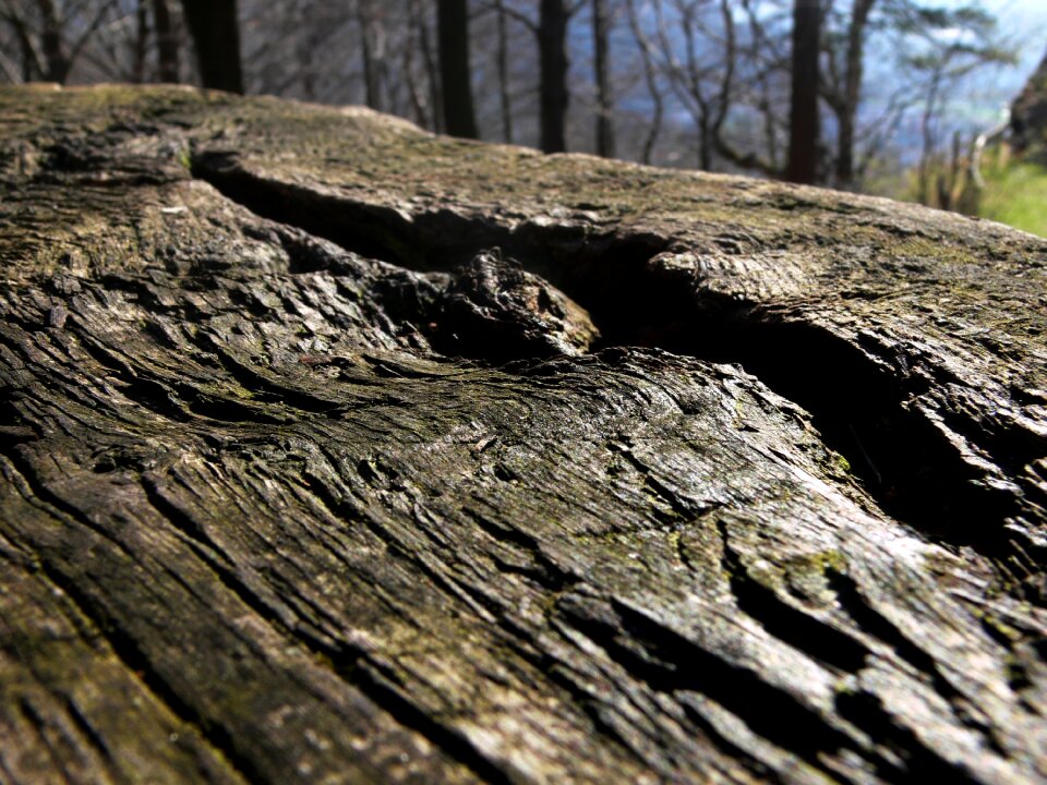 Weathered forest nature