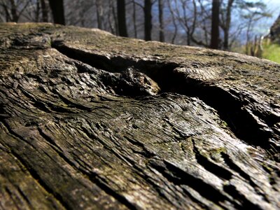 Weathered forest nature