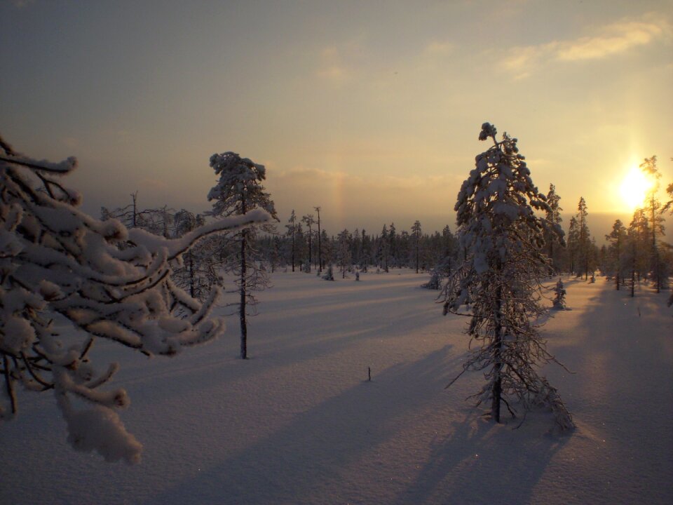 Snow tree evening