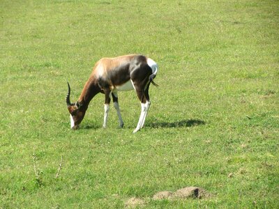 Game zoo field