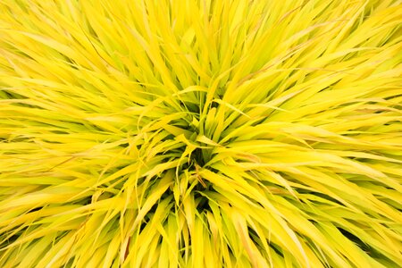 Yellow spike leaf