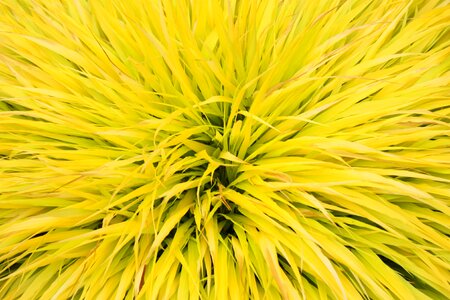 Yellow spike leaf photo