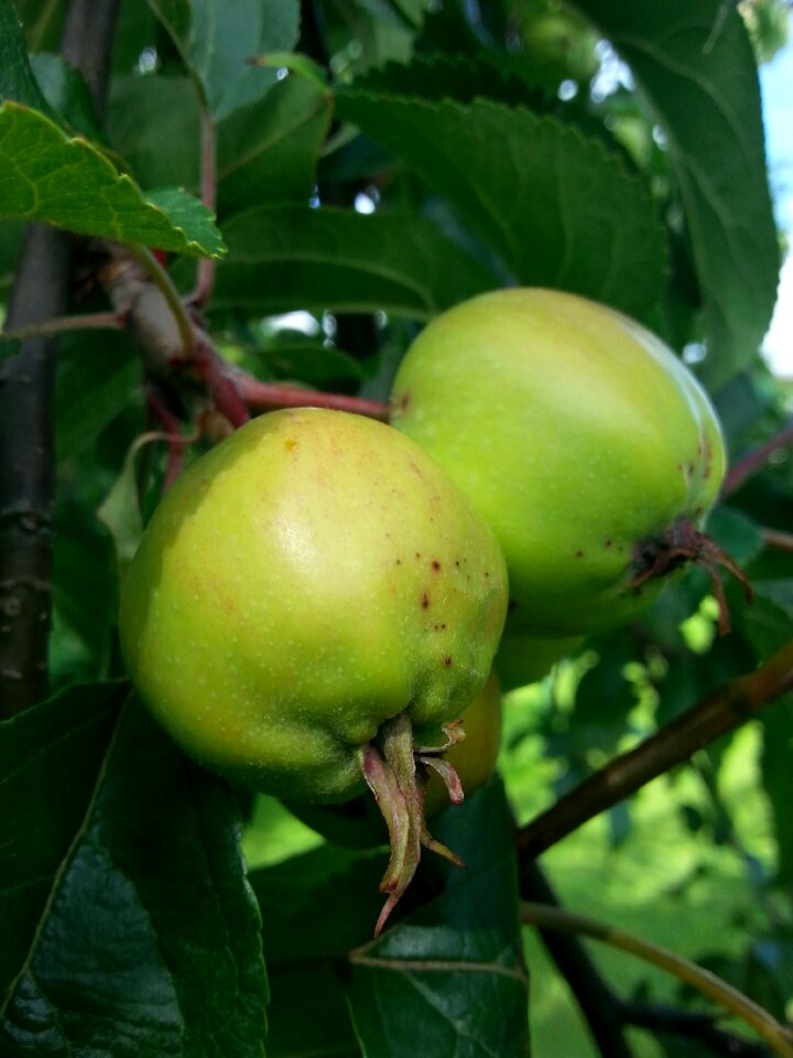 Tree summer fruit