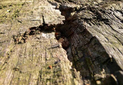 Weathered forest nature