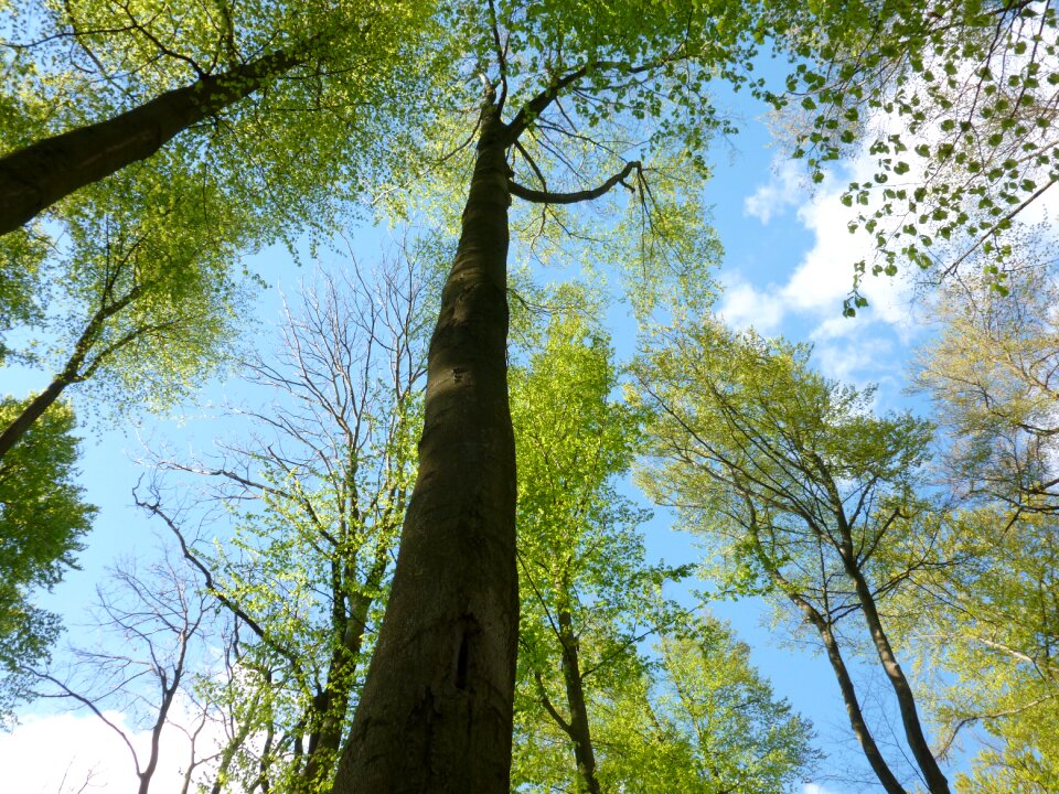 Aesthetic green sky