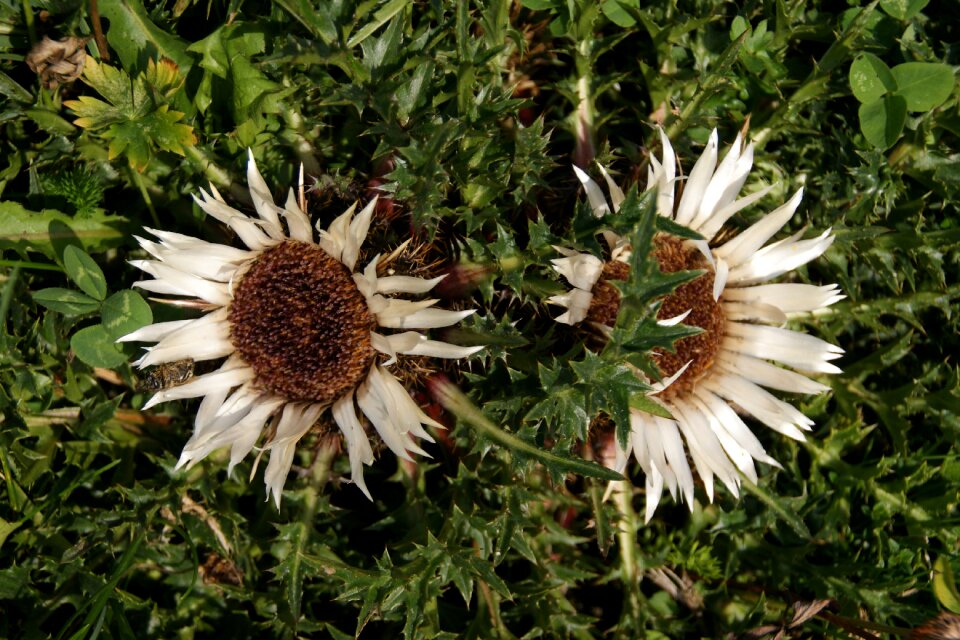 Thistle flower meadow