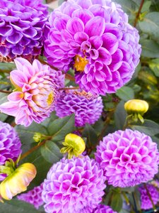 Flowering garden purple photo