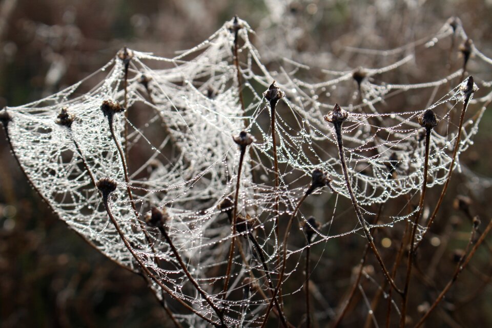 Nature spider insect