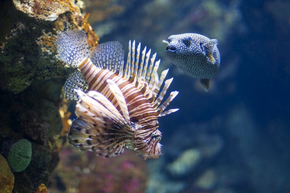 Water blue underwater