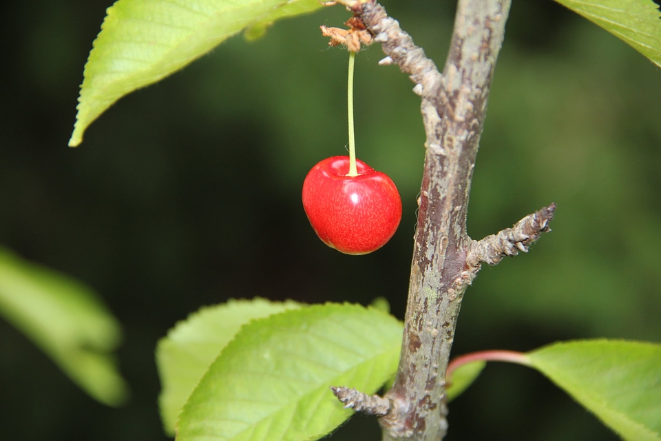 Fruit cherry garden