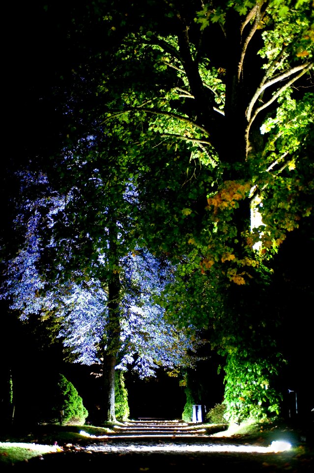 Tree night lighting