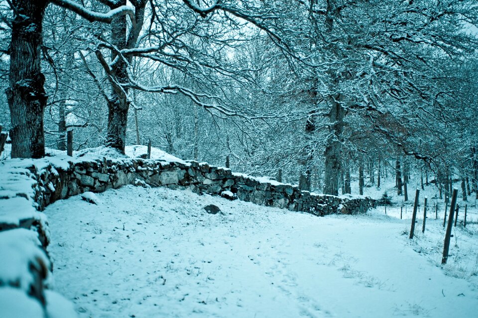Winter the garden farm snow