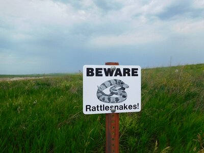 Nature reptile wildlife