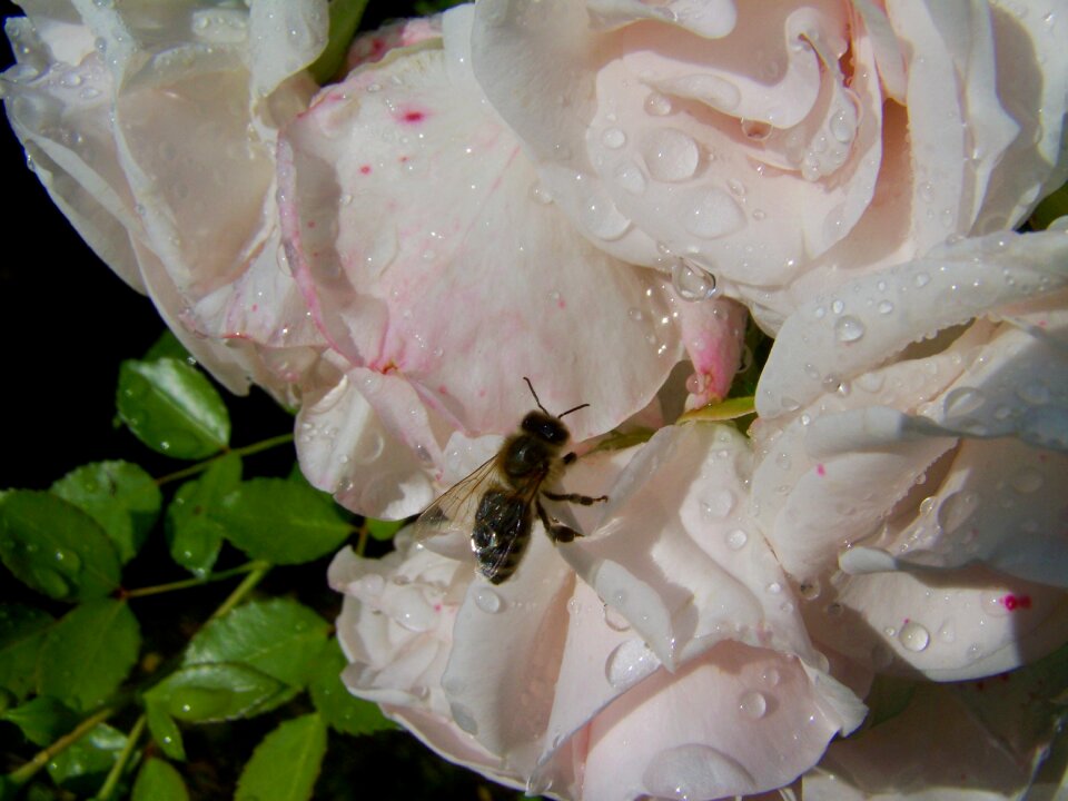 Dew insect nature