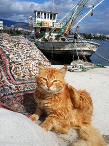 Cat cloud peace photo