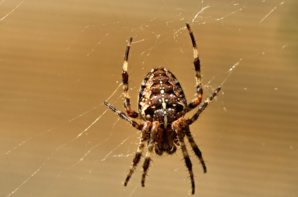 Macro nature cobweb