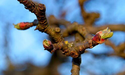 Bloom apple blossom tree photo