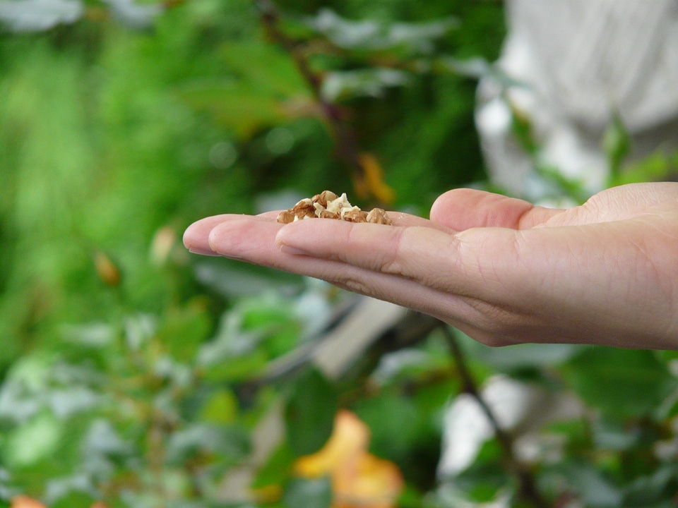 Bird feeding bird seed tit
