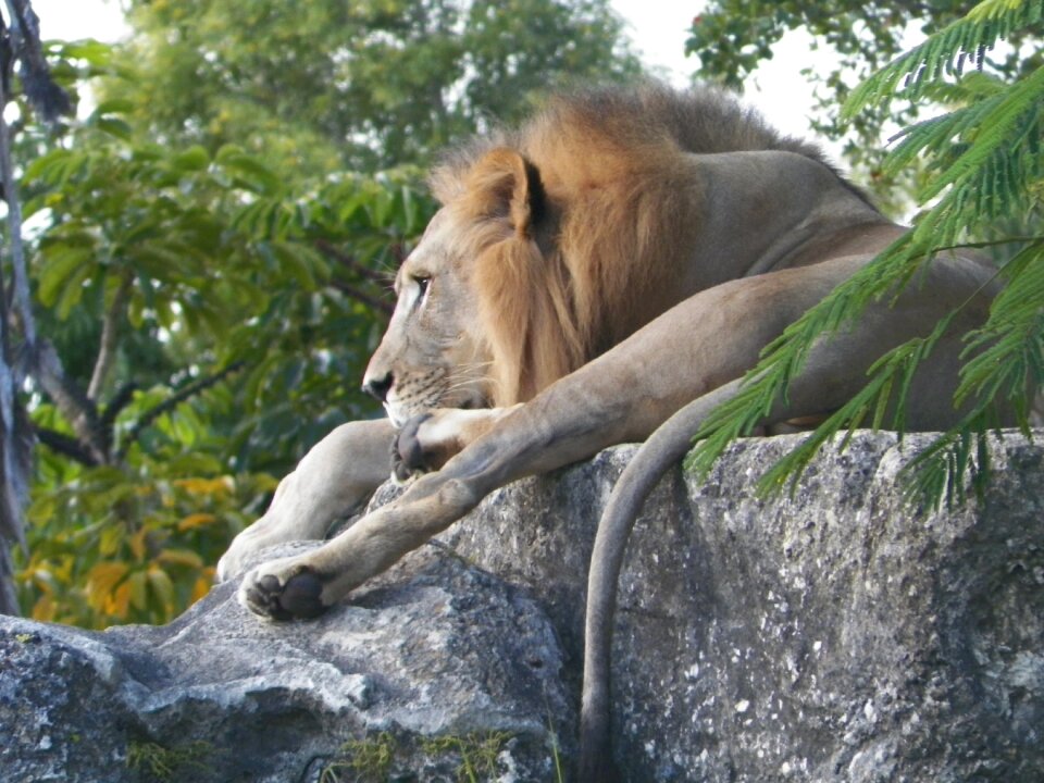 Stone animal africa