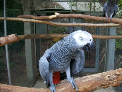 Tropical cute gray