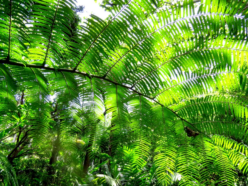 Green green background natural
