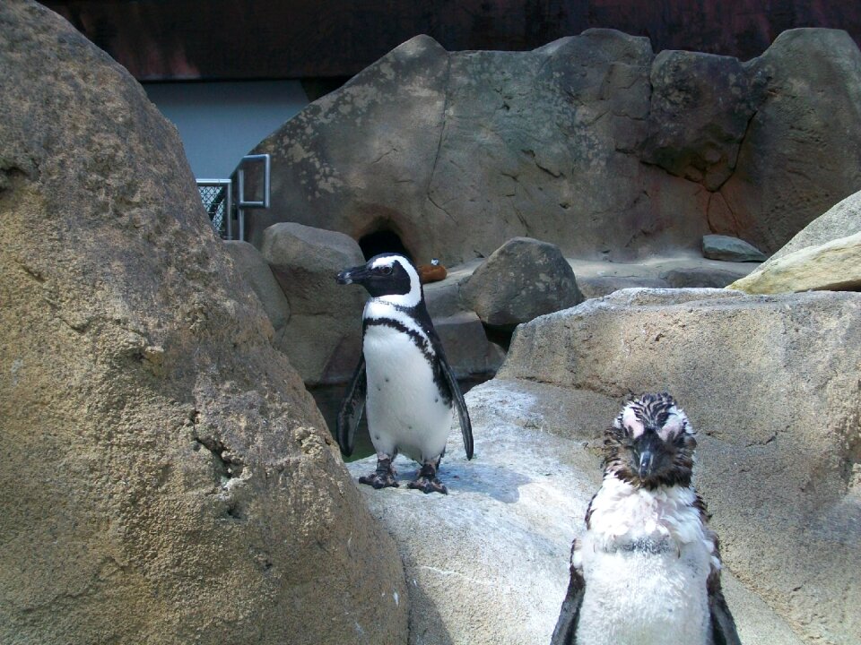 Aviary nature animal