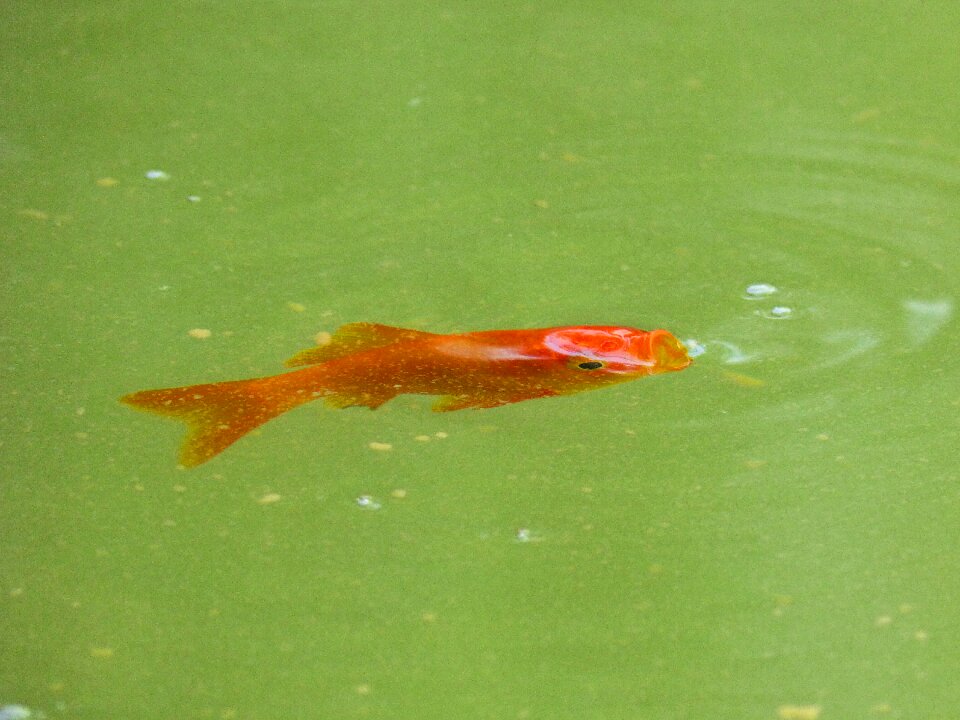 Fish bubble orange