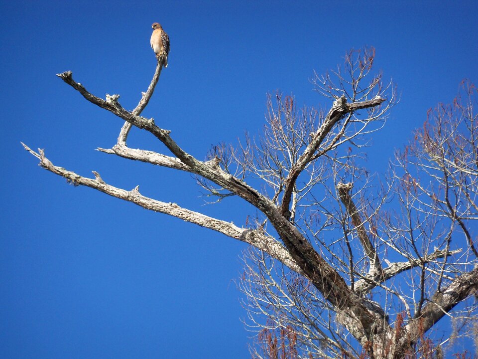 Branch spring animal