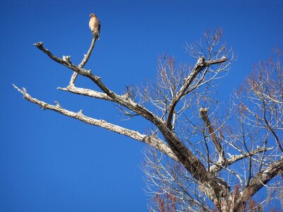 Branch spring animal