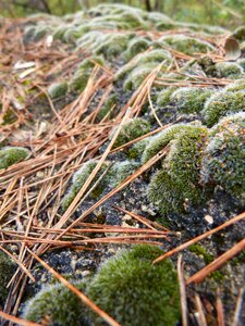 Lichen moss pinnace photo