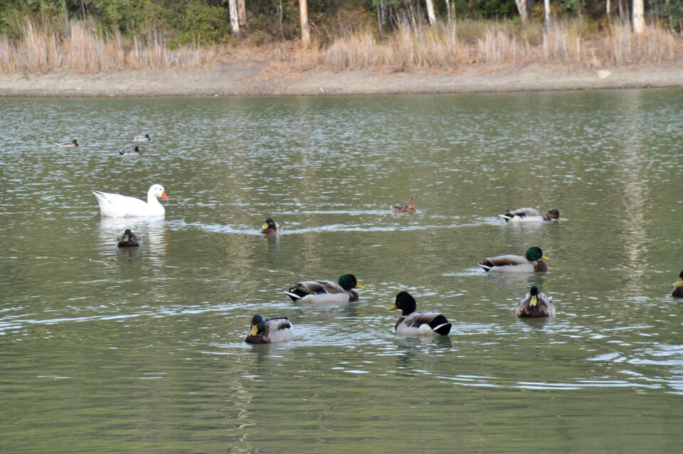 Animals water park