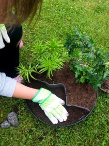 Summer pot garden plant photo